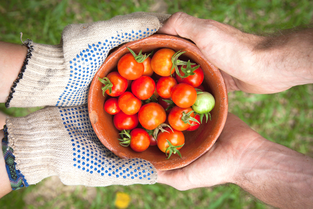 A pair of hands holding a bucket of organic tomatoes