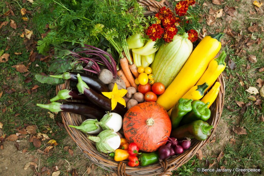 A basket full of variable and diverse organic health vegetables.